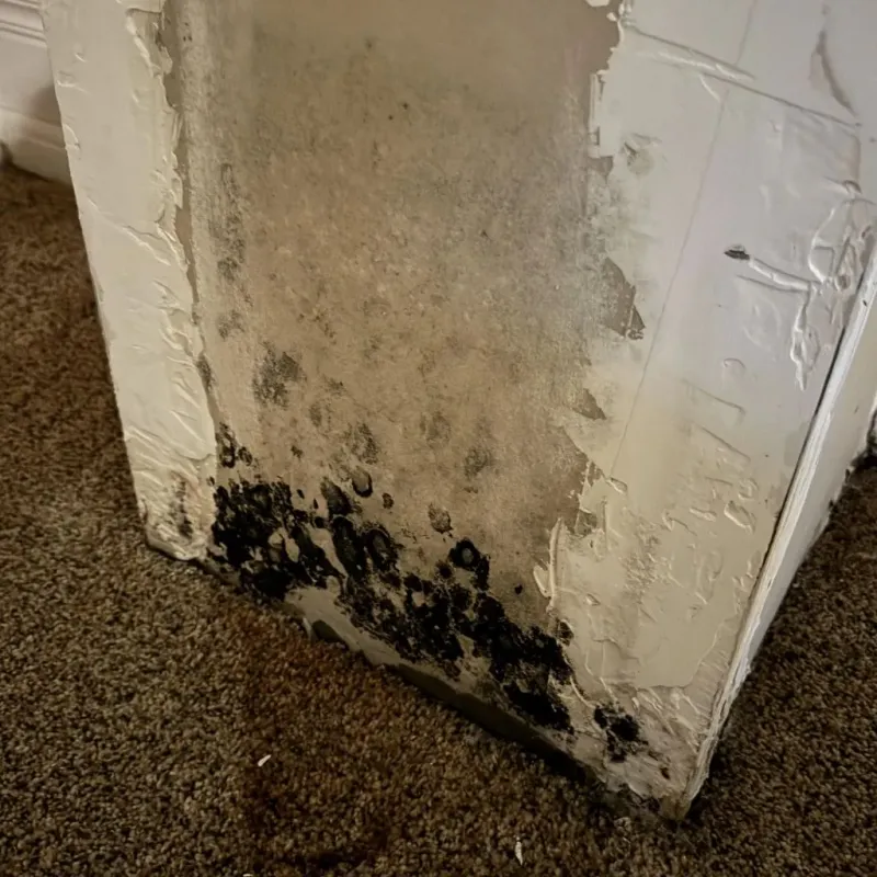 Professional Mold Removal in Goldfield, NV